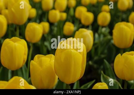 Gelbe Tulpen Stockfoto