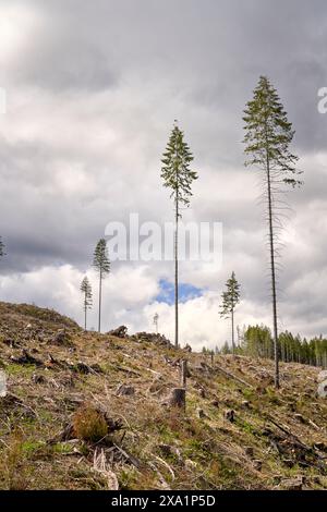 Hohe douglasien gegen einen bewölkten Himmel stehen in einem neu verrotteten Gebiet, um Samen für das Nachwachsen zu liefern. Stockfoto