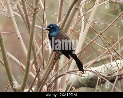 Ein Boot-Tail-Grackle, der auf einem schlanken Ast sitzt Stockfoto
