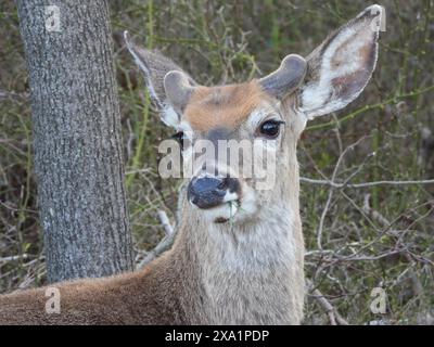 Eine Nahaufnahme von einem jungen Weißschwanzbock Stockfoto