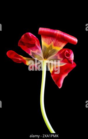 Leuchtend rote Tulpe auf dunklem Hintergrund Stockfoto