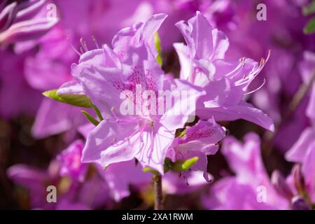 Die leuchtenden Azaleen blühen in voller Blüte. Stockfoto