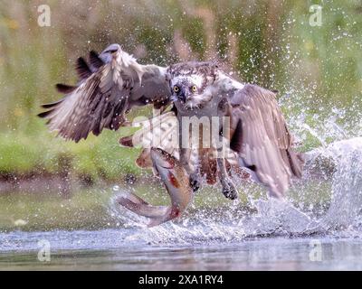 Ein Fischadler im Flug mit einem Fisch über Wasser. Stockfoto