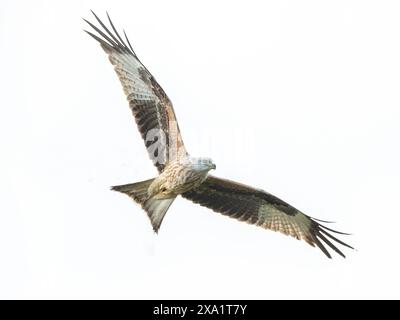 Ein Roter Drache im Flug vor weißem Hintergrund. Stockfoto