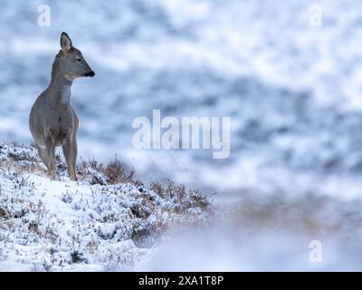 Ein weibliches Rotwild Hind im Schnee in Schottland. Stockfoto