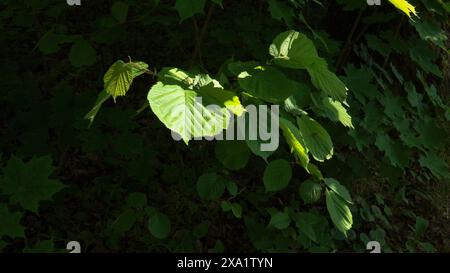 Nahaufnahme von Haselblättern auf einem blühenden Baumzweig vor dem Hintergrund einer schattigen Waldumgebung - Probe von Nussbaumlaub. Stockfoto