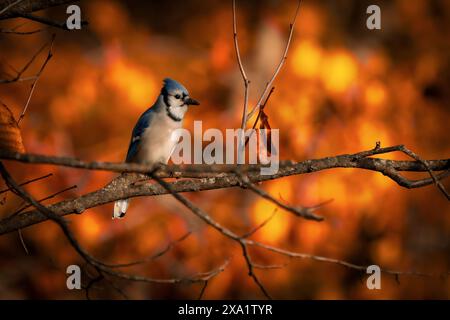 Ein blauer Jay, der auf einem Baumzweig thront. Stockfoto