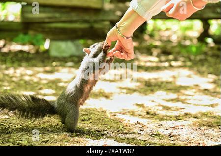 Nahaufnahme einer Person, die ein Eichhörnchen im Park füttert Stockfoto