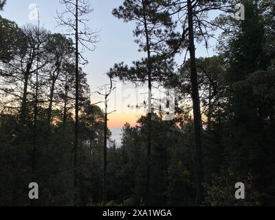 Das Sonnenlicht filtert durch Baumkronen in einem Wald Stockfoto