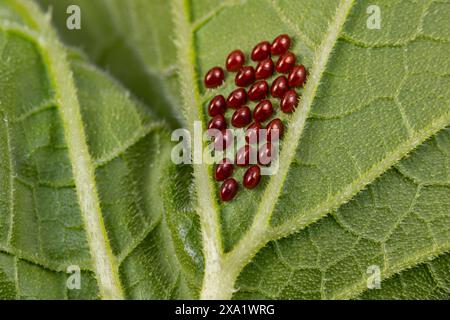 Kürbis-Käfer-Eier auf der Unterseite des Kürbispflanzenblattes. Garteninsekten, Garten- und Landwirtschafts-Schädlingsbekämpfungskonzept. Stockfoto