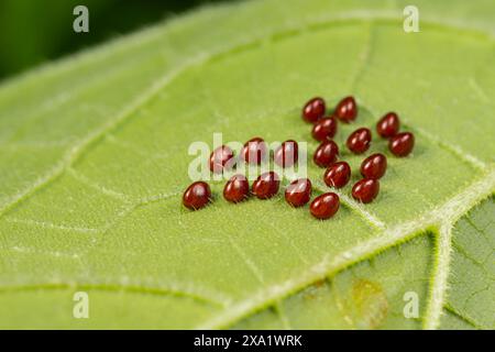 Kürbis-Käfer-Eier auf der Unterseite des Kürbispflanzenblattes. Garteninsekten, Garten- und Landwirtschafts-Schädlingsbekämpfungskonzept. Stockfoto