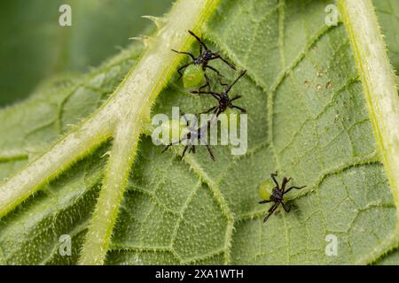 Kürbis-Käfer-Larven-instar auf der Unterseite des Kürbispflanzenblattes. Garteninsekten, Garten- und Landwirtschafts-Schädlingsbekämpfungskonzept. Stockfoto