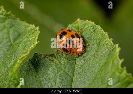 Kürbiskäfer, der Blätter der Kürbispflanze isst. Garteninsekten, Garten- und Landwirtschafts-Schädlingsbekämpfungskonzept Stockfoto