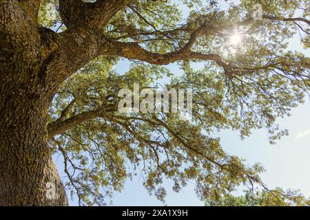 Sonnenlicht filtert durch Quercus ilex und erzeugt einen atemberaubenden Schatten im hellen Licht Stockfoto