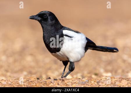 Die Pica Pica in Penalajo, Ciudad Real, Castill-La Mancha, Spanien Stockfoto