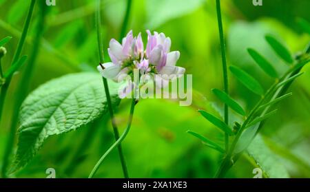 Crown Vetch (Coronilla varia) in einer Iowa Prairie Stockfoto