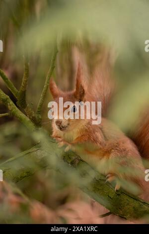 Tiefwinkelansicht eines Eichhörnchens oben im Baum Stockfoto