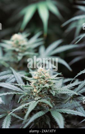Nahaufnahme von blühenden Cannabispflanzen im Indoor-Zelt Stockfoto