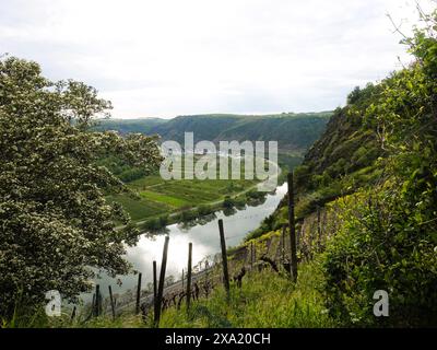 Ein ruhiger Fluss, der durch üppiges grünes Laub fließt Stockfoto