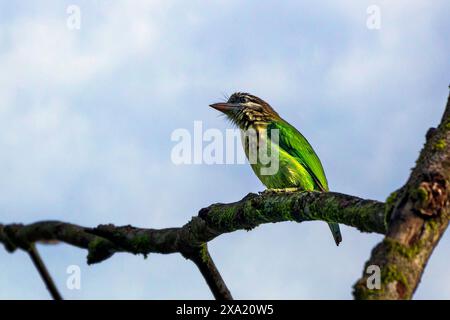 Ein Weißwangenbarbet, der auf einem Baumzweig in natürlicher Umgebung thront. Thattekad, Kerala, Indien Stockfoto