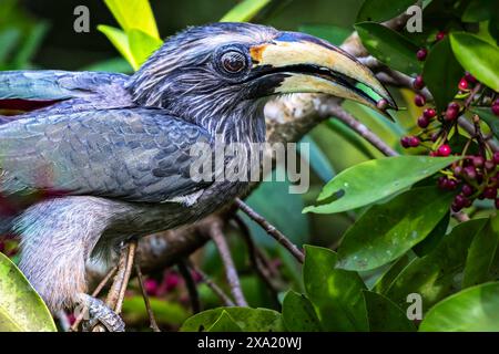 Ein grauer Malabar-Nashornvogel, der auf einem Ast mit grünem Laub thront. Thattekad, Kerala, Indien Stockfoto