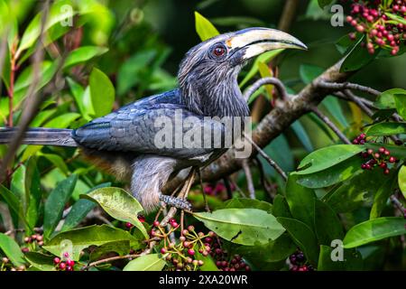 Ein grauer Malabar-Nashornvogel, der auf einem Ast mit grünem Laub thront. Thattekad, Kerala, Indien Stockfoto