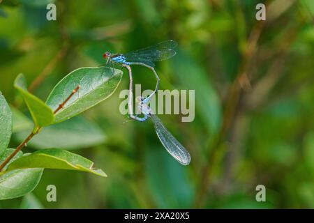 Ein Paar sich paarende kleine rotäugige Mädchen auf einem grünen Blatt Stockfoto