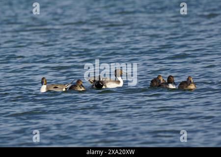 Eine Herde nördlicher pintail-Enten, die in einem See schwimmen Stockfoto