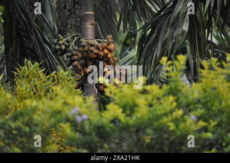 Eine Nahaufnahme von Areca-Nüssen auf einem Baumstamm in einer natürlichen Umgebung Stockfoto