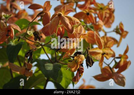Eine Nahaufnahme von Zweigen eines Mussaenda-Baumes aus der Nähe Stockfoto