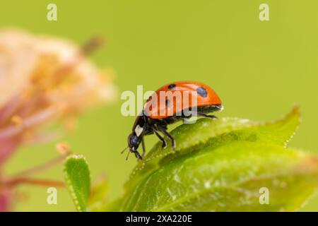 Eine Nahaufnahme eines Marienkäfers auf einem tau bedeckten grünen Blatt Stockfoto