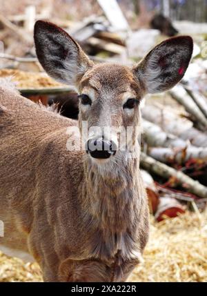 Ein Hirsch, der im Heu steht und Augenkontakt mit der Kamera hat Stockfoto