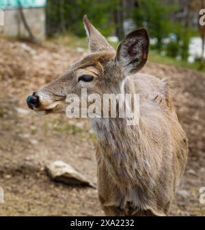 Ein junger Hirsch auf Dreck in der Nähe eines Waldes Stockfoto