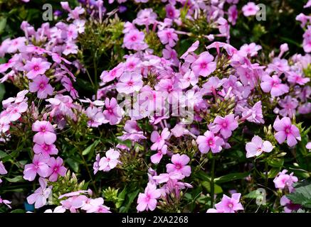 Pinkfarbene Phlox „Sweet Summer Fantasy“-Blüten mit grünen Blättern im Patch Stockfoto