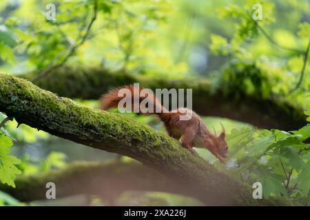 Eichhörnchen mit dem buschigen Schwanz oben im Baum Stockfoto