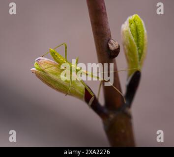 Ein Nahaufnahme-Makro eines blassgrünen Mörderkäfers. Zelus luridus. Stockfoto