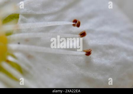 Nahaufnahme einer weißen Blume mit braunen Ameisen, die auf Blütenblättern krabbeln und kleine Samen und rote Akzente zeigen Stockfoto