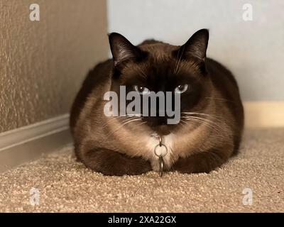 Eine Siamkatze, die auf dem Boden liegt und Augenkontakt mit der Kamera hat Stockfoto