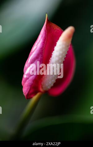 Rote und weiße Blume mit Stiel, Nahaufnahme Stockfoto