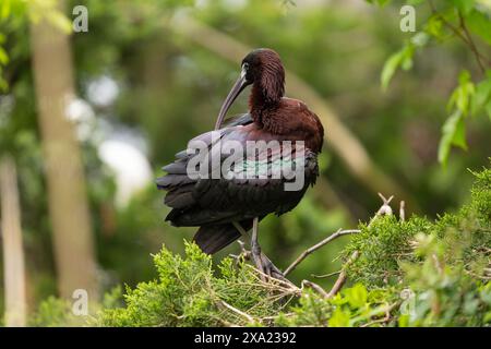 Hochglanz-Ibis in einer Rookery in Ocean City NJ Stockfoto