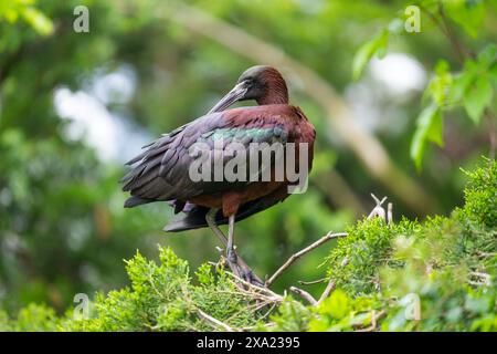 Hochglanz-Ibis in einer Rookery in Ocean City NJ Stockfoto