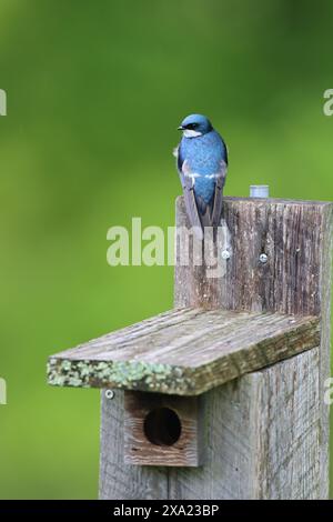 Eine Baumschwalbe, die auf einem Vogelhaus sitzt und nach vorne zeigt Stockfoto