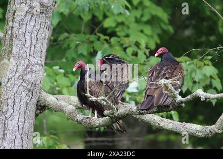 Drei truthahngeier sitzen auf einem Baum Stockfoto