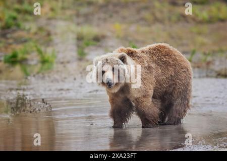 Ein großer Braunbär, der durch eine feuchte Umgebung schlendert Stockfoto