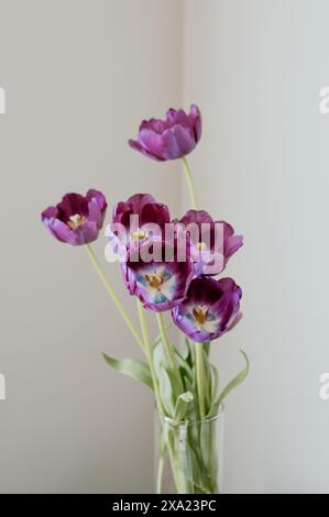 Violette Tulpen und Blätter in einer klaren Glasvase Stockfoto