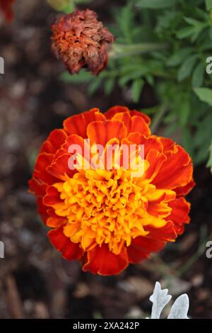 Ein leuchtendes orange-gelbes Marigolds Parvifloraflower mit grünem Laub in einem Garten Stockfoto