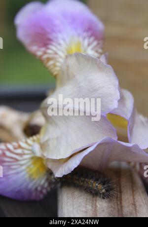 Eine Nahaufnahme einer Salzwassermotte auf einer Blume Stockfoto