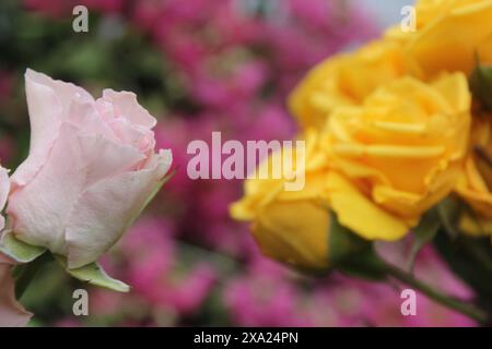 Eine Nahaufnahme blühender gelber und rosa Rosen Stockfoto