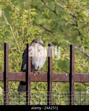 Eine Trauertaube aus arizona, die auf einem Metallzaun in der Nähe von Bäumen thront Stockfoto