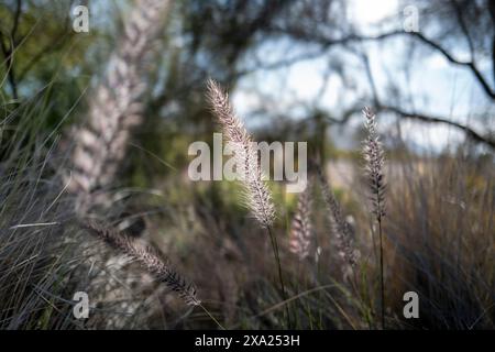 Ein Makrofoto aus unscharfem Gras in einer Wüste, in Arizona Stockfoto